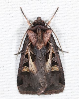 10676  Master's Dart  Feltia herilis