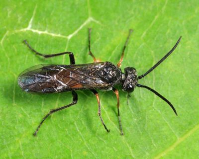 Dolerus elderi 