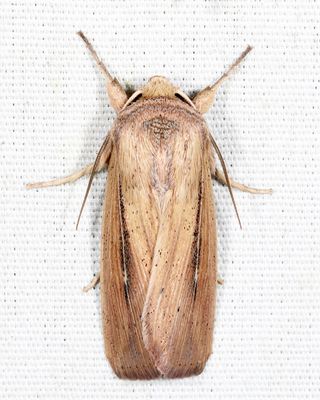 10445 -  Linda's Wainscot - Leucania linda