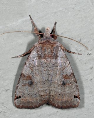 10944 – Smith's Dart – Xestia smithii