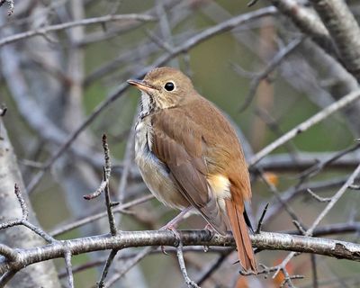 Hermit Thrush - Catharus guttatus
