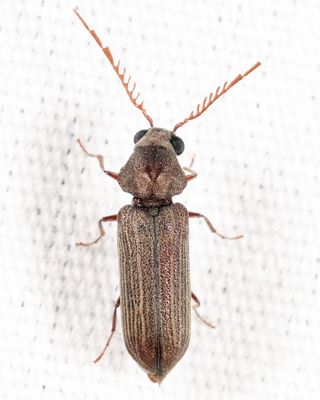 Ctenobium antennatum