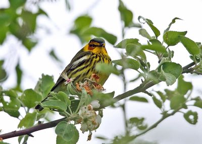 Cape May Warbler - Setophaga tigrina 