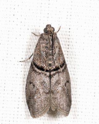 5766 - Immyrla nigrovittella