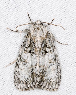 9251 - Retarded Dagger - Acronicta retardata