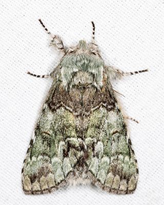 7975 - Mottled Prominent - Macrurocampa marthesia
