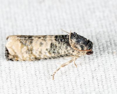 3189 - Epiblema obfuscana