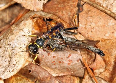 Ectemnius sp. (with Robber Fly prey)