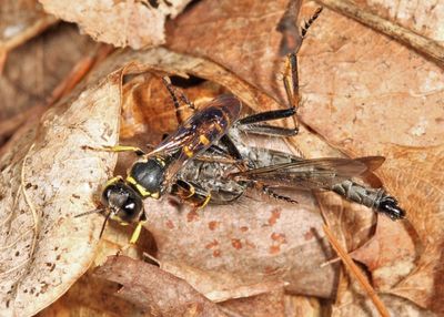 Ectemnius sp. (with Robber Fly prey)