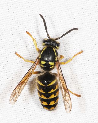 Common Aerial Yellowjacket - Dolichovespula arenaria