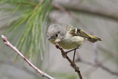 Ruby-crowned Kinglet - Regulus calendula