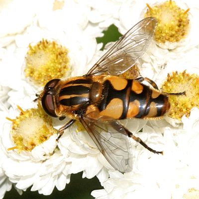 Helophilus obscurus