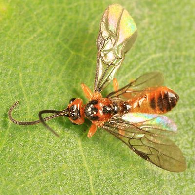 Braconid Wasps - subfamily Proteropinae