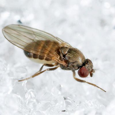 Drosophila affinis species group