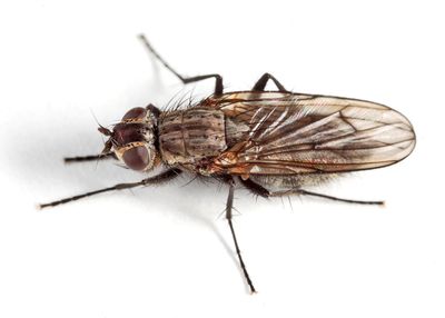 Eutrichota fuscipes
