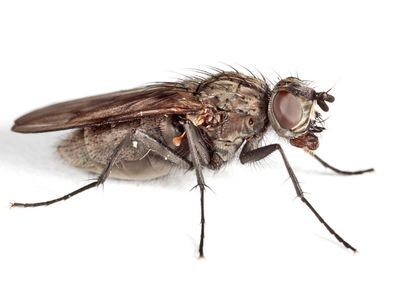 Eutrichota fuscipes