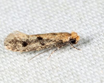 0412.1 - Niditinea sabroskyi
