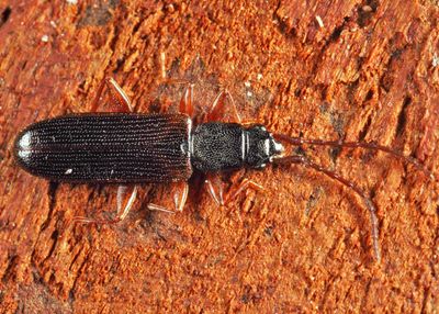 Dendrophagus cygnaei