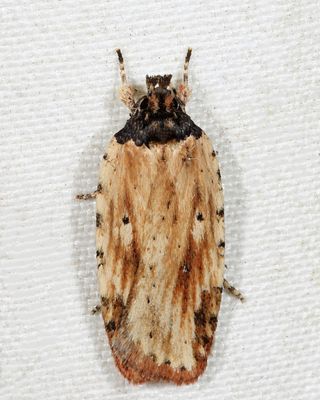 0864 - Agonopterix atrodorsella