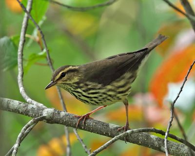 Northern Waterthrush - Parkesia noveboracensis