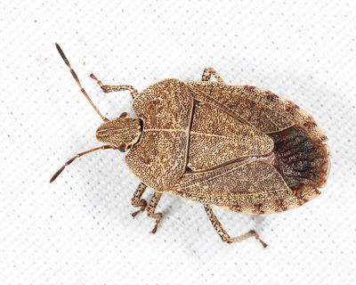 Menecles insertus