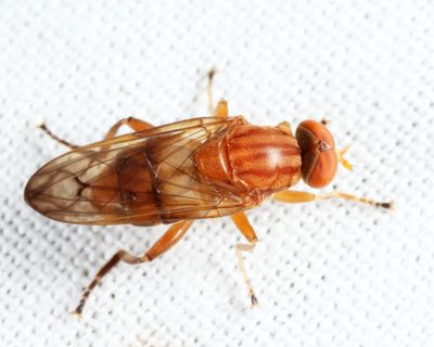 Brachyopa notata