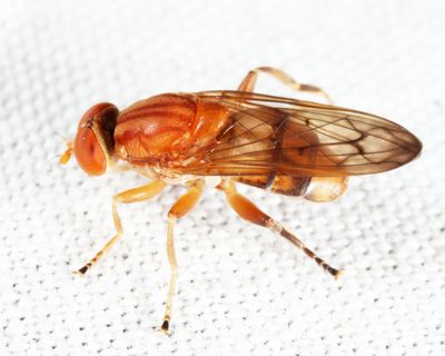 Brachyopa notata
