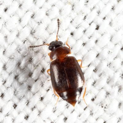 Proteinus sp.