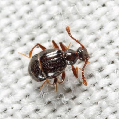 Reichenbachia spaulifer