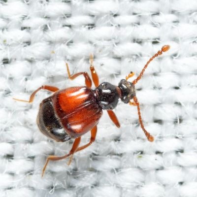 Reichenbachia howardi