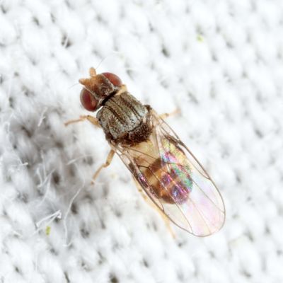 Tricimba lineella