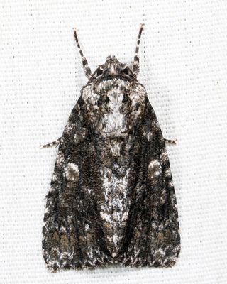 9254 - Afflicted Dagger - Acronicta afflicta