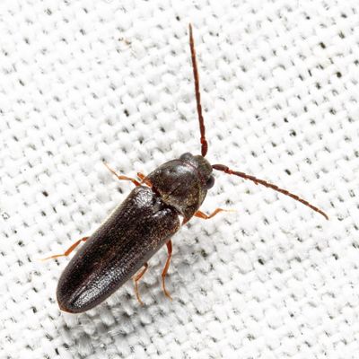 Microrhagus subsinuatus