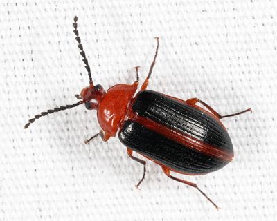 Chromatia amoena 