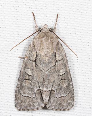 9209 - Radcliffe's Dagger Moth - Acronicta radcliffei