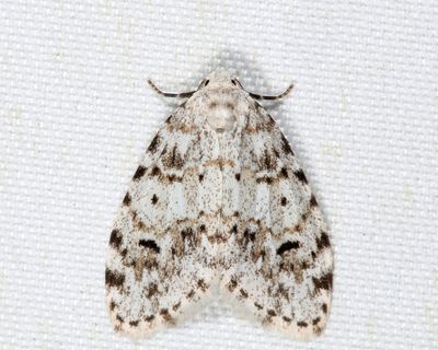 8098 - Little White Lichen Moth - Clemensia albata