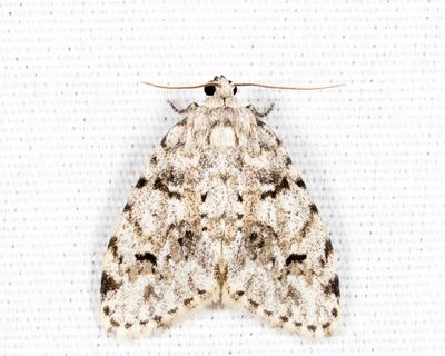 8098 - Little White Lichen Moth - Clemensia albata