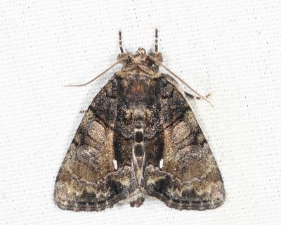 9556 - Cloaked Marvel - Chytonix palliatricula