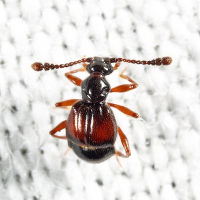 Rybaxis mystica