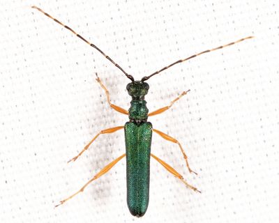 Encyclops caerulea