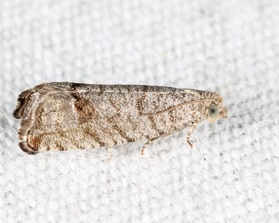 3110.1 - Eucosma baggetti