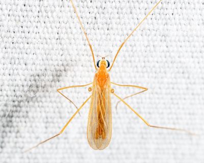 Erioptera megophthalma