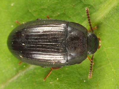 Platydema subcostatum