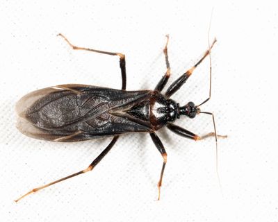 Masked Hunter - Reduvius personatus