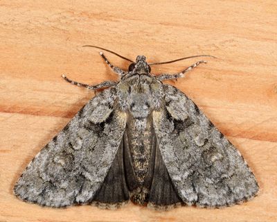 9243 - Ovate Dagger - Acronicta ovata