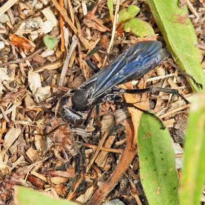 Anoplius nigritus (with paralized Geolycosa spider)