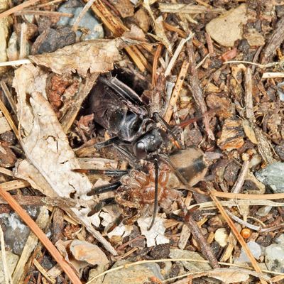 Anoplius nigritus (with paralized Geolycosa spider)