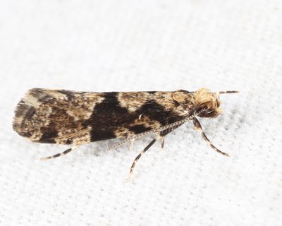 0308 - Scardiella approximatella