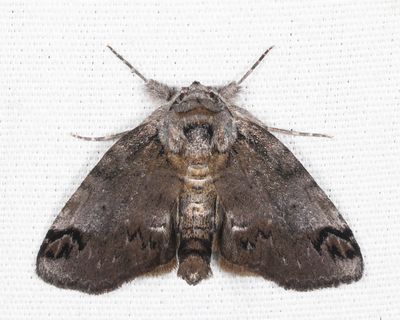8971 - Sleeping Baileya - Baileya dormitans