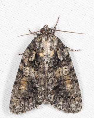 9249 - Raspberry Bud Dagger - Acronicta increta